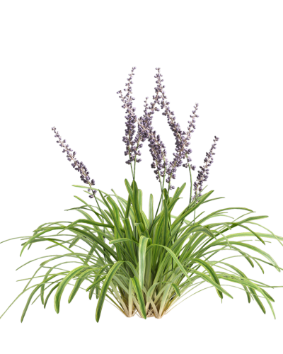 Liriope Muscari 'Variegata'